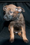 Prancer 0780