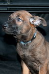 Prancer 0780