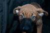 Prancer 0780
