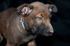 Prancer 0780