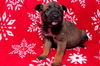 Blitzen 0781