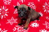 Blitzen 0781
