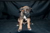 Blitzen 0781