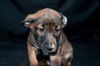 Blitzen 0781