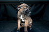 Blitzen 0781