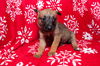 Hollie 0784