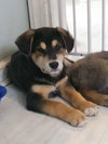 Axle 0792
