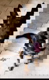 Sage 0808