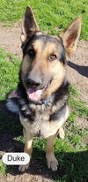 Duke 0811