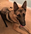 Atticus 0813