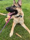 Atticus 0813