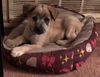 Sam 0821