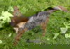 Birdie 0824