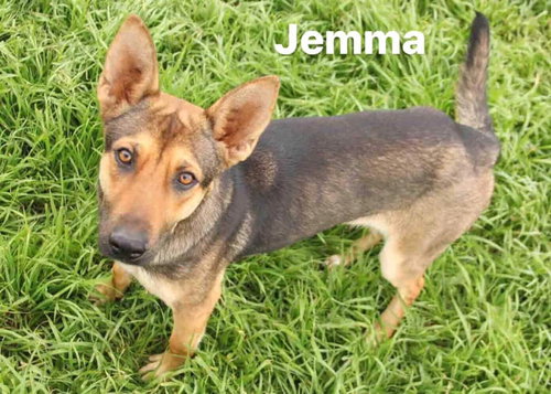 Jemma 0825
