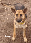 Roxy 0826