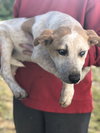 Aussie 0854