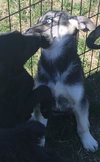 Skye 0855