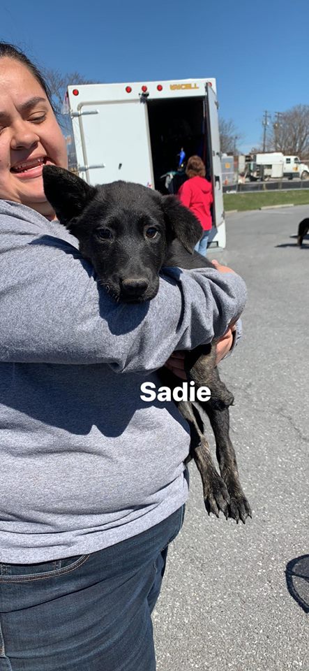 Sadie 0857