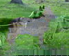 Tabitha 0873