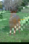 Tabitha 0873