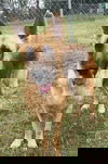 Tabitha 0873