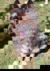 Elvis 0887