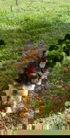 Elvis 0887