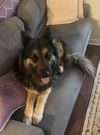 Elvis 0887
