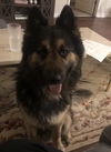 Elvis 0887