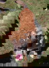Laine 0889