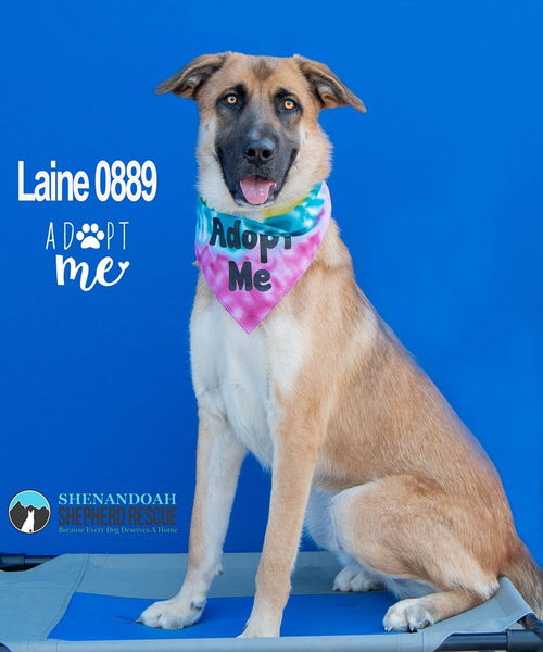 Laine 0889