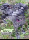 Delaney 0893