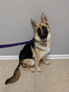 Bella 0900