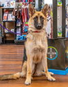 Bella 0900