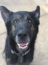 Woody 0933