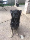 Woody 0933
