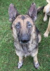 Duchess 0948