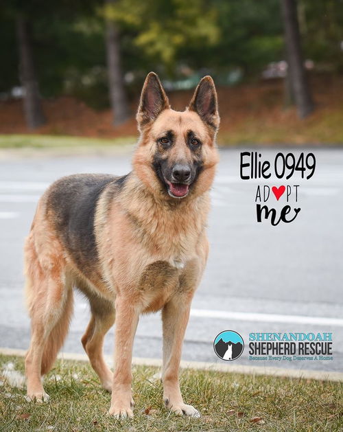 Ellie 0949