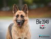 Ellie 0949
