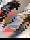 Knox 0952