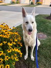 Gunther 0957