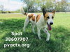 Spot 0984