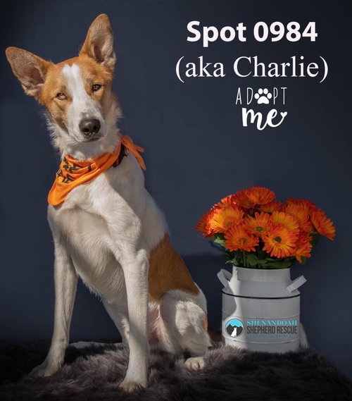 Spot 0984