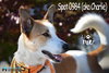 Spot 0984