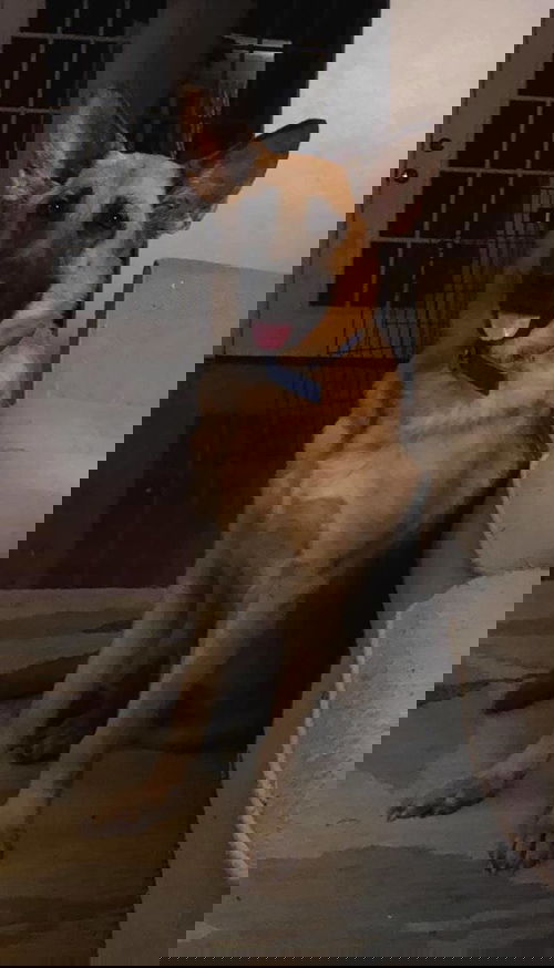 Sahara 0987