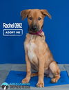 Rachel 0992