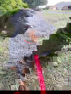 Ricochet 0998
