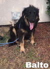 Balto 1016