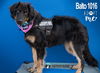 Balto 1016