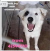 Travis 1032